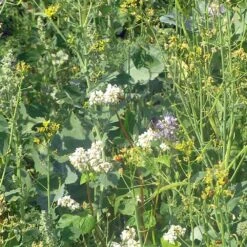 Diana Fasaani-peltopyy 3 Kg