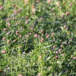 Diana Maanparannus 3 Kg