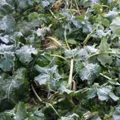 Diana Syyskylvö 3 Kg