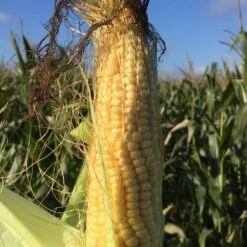 Diana Tähkämaissi 3 Kg