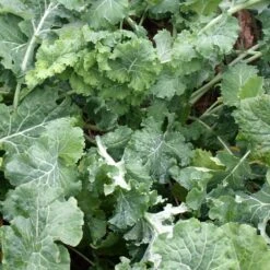 Diana Talvirehurapsi 1 Kg