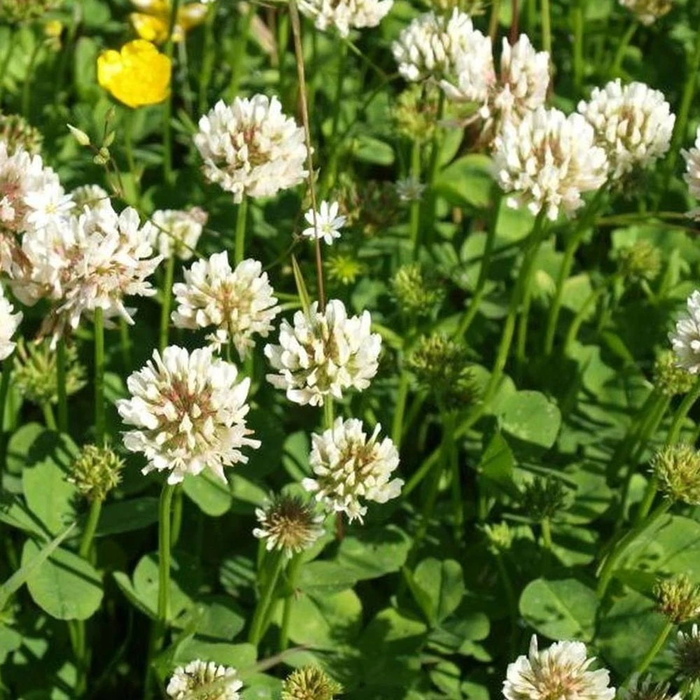 DiAgri Valkoapila 1 Kg 3 DiAgri Valkoapila 1 Kg